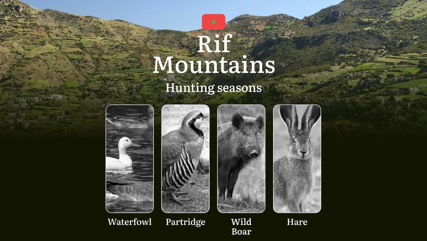 Hunting Seasons in Rif Mountains: Restrictions, Bans, and Protected Species, Choosing Timing, Gear, and Tactics