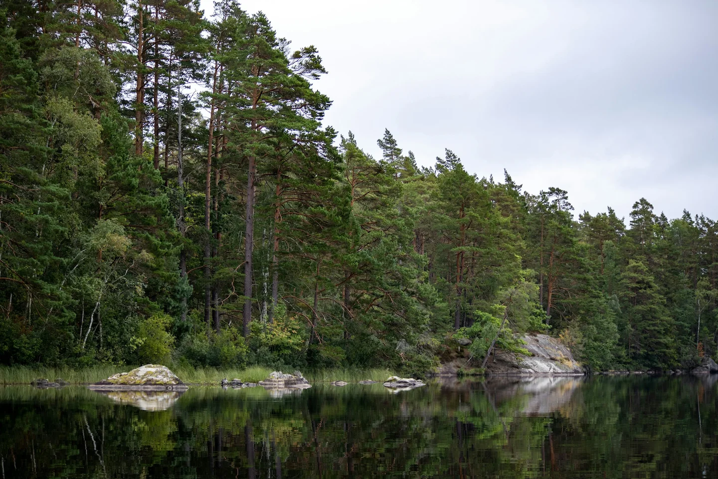 Hunting in Blekinge, Sweden: A Complete Guide for Hunters on Species, Seasons, and Key Tips for a Successful Hunting Exp…