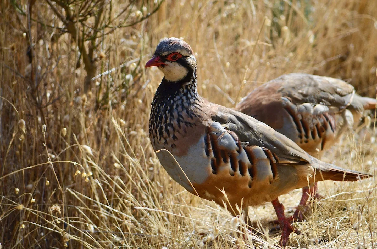 Laws on trapping birds in the Argan forests of Morocco: A guide for hunters