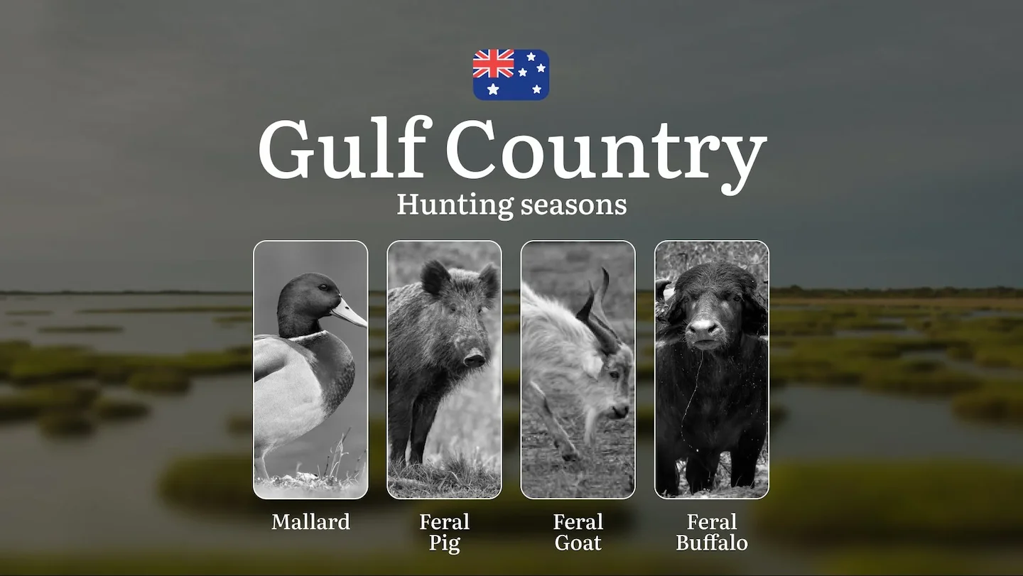 Gulf Country's Hunting Calendar: When the Savannah Comes Alive - Buffalo, Banteng and Outback Pursuits