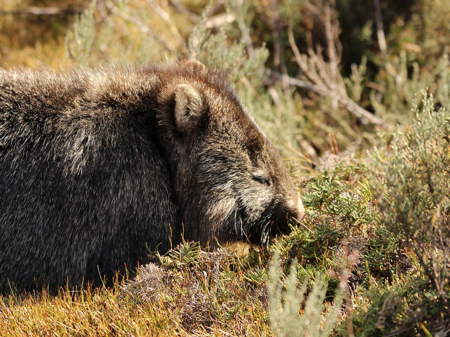 Photo of Kaalkaak-wombat (Vombatus ursinus)