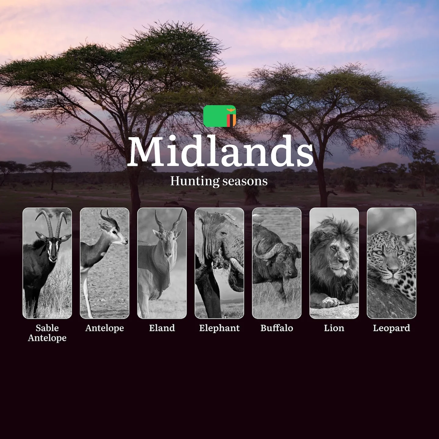 When the Miombo Woodlands Whisper: Midlands' Premier Hunting Seasons and Calendar and Trophy Opportunities