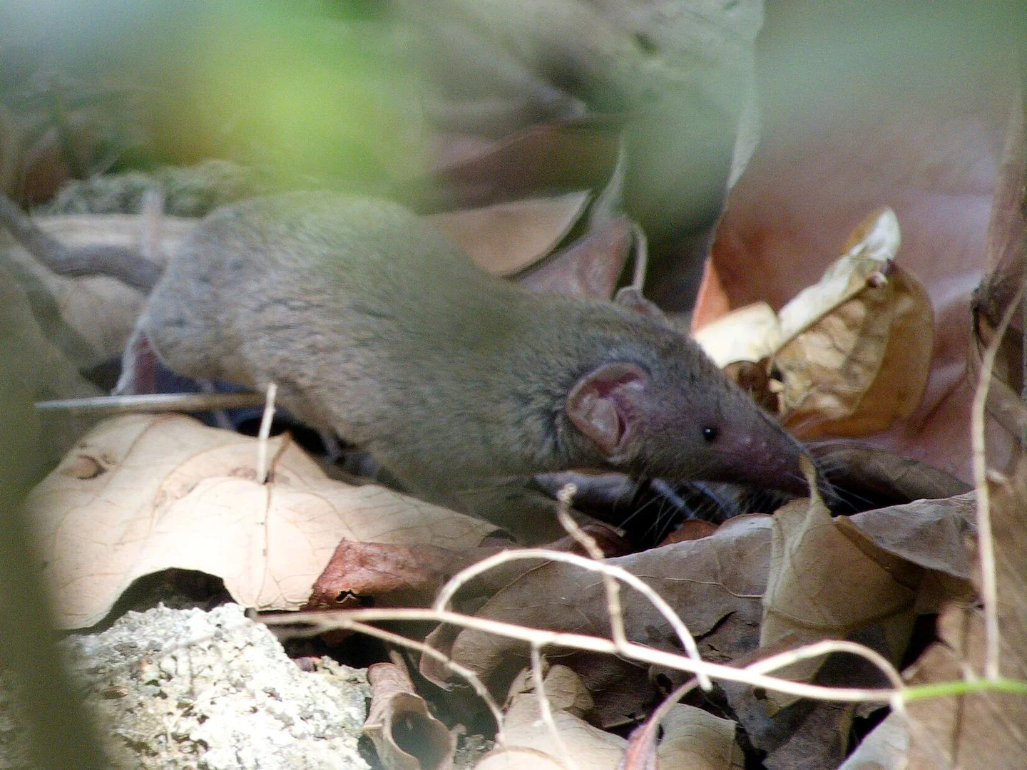 Photo of Aseitiese huismuismuis (Suncus murinus)