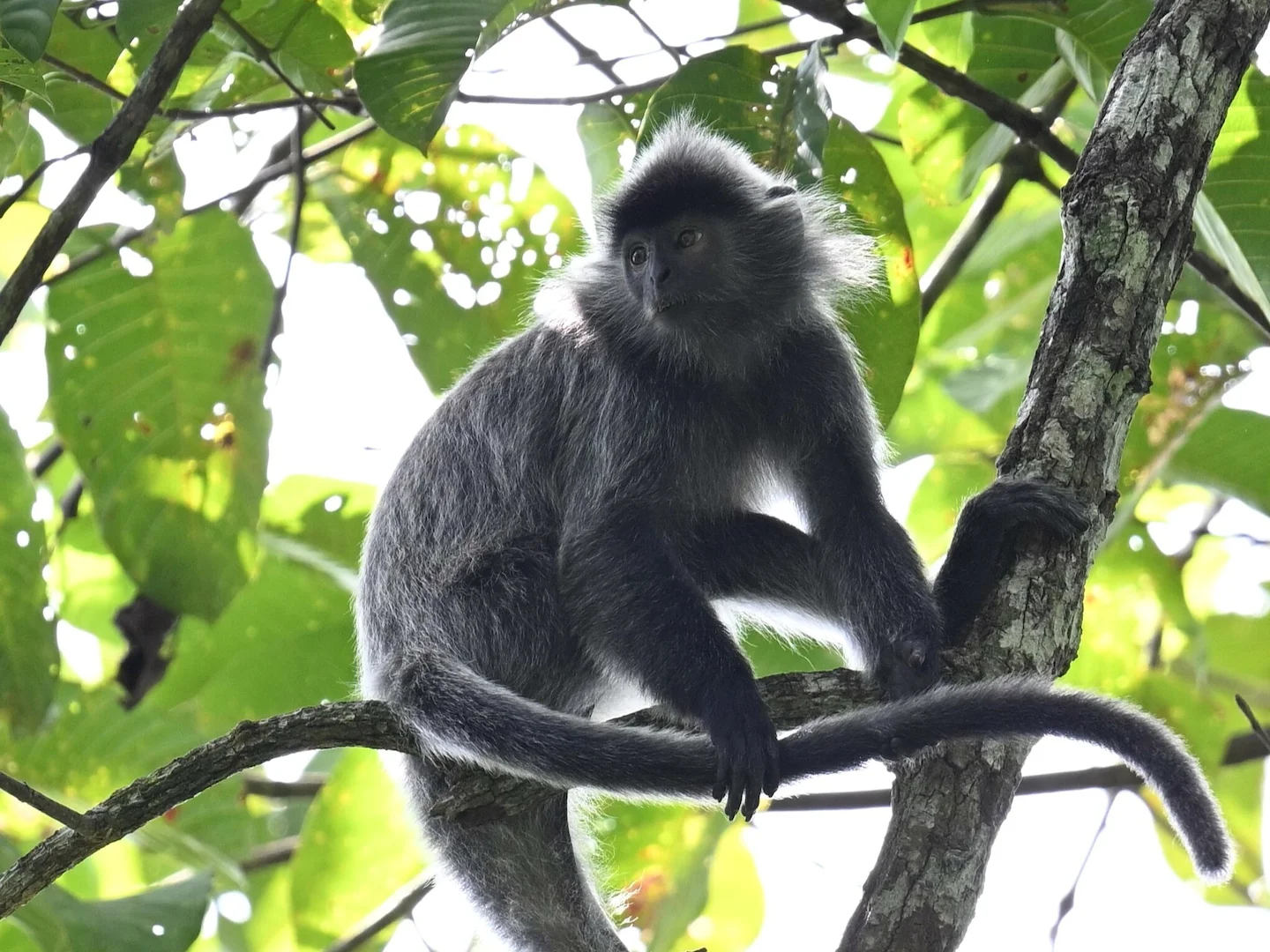 Photo of Silwerblaaipop (Trachypithecus cristatus)
