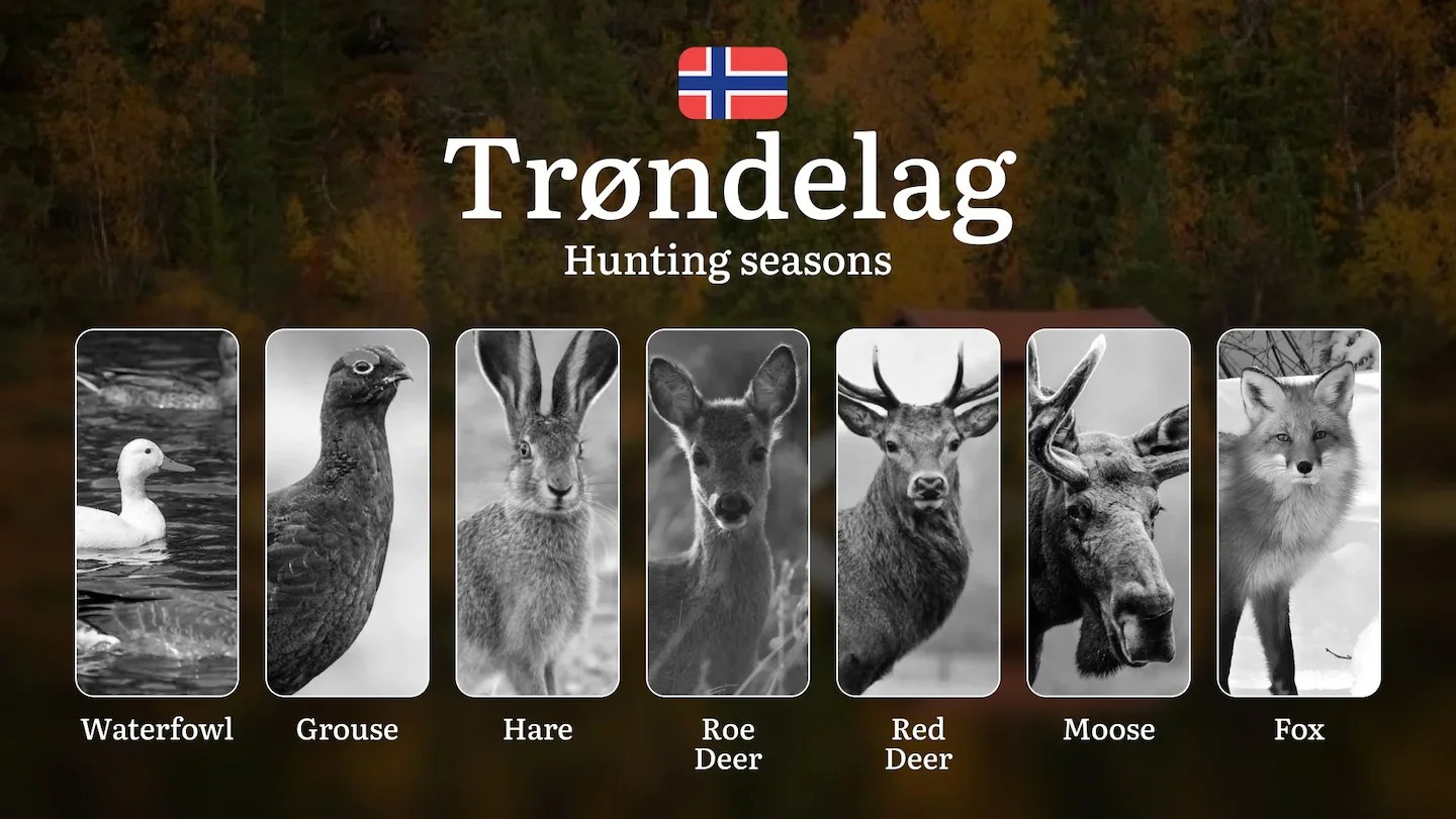 Hunting Periods and Permits in Trøndelag: A Detailed Look at Game Movement