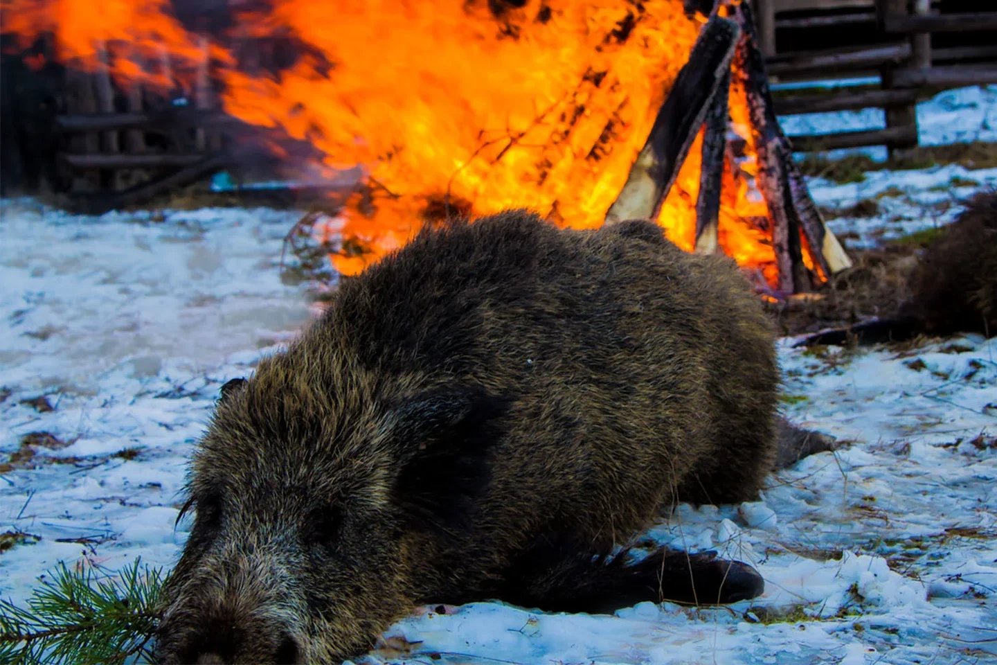 Jagd im Bezirk Schwyz (Kanton Schwyz), Schweiz.: Merkmale, Jägerschaft, Jagdmethoden, Wildarten, Saisons, Vereine, Regel…