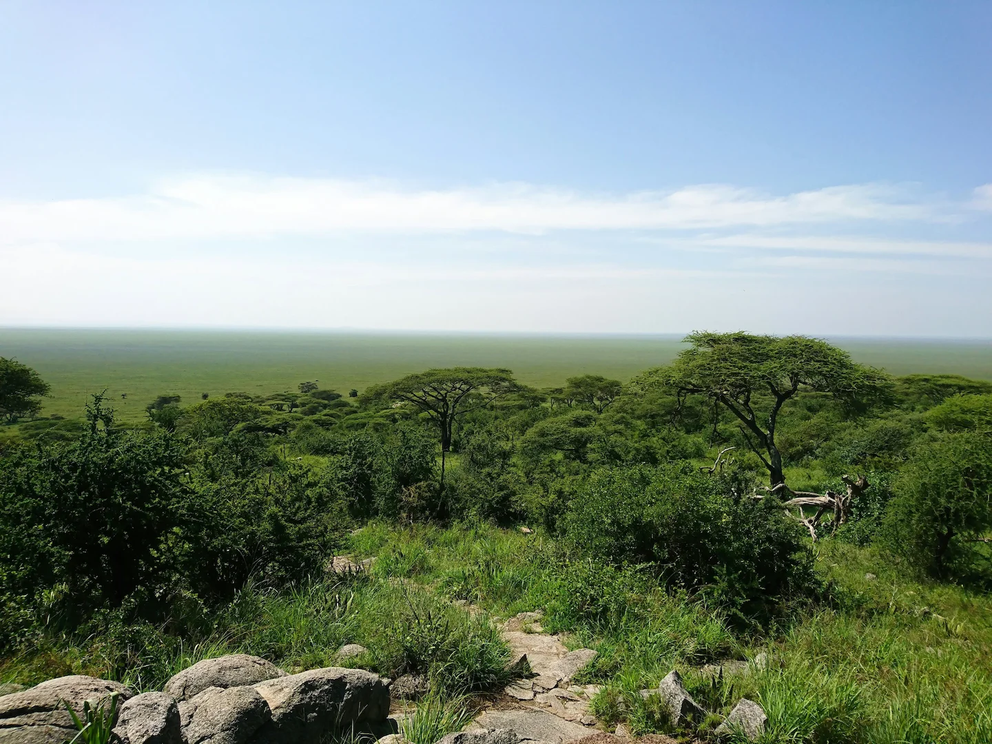 Wildlife and Hunting in Cabinda, Angola: Key Facts, Game Species, Hunting Methods, Seasons, Traditions and Clubs