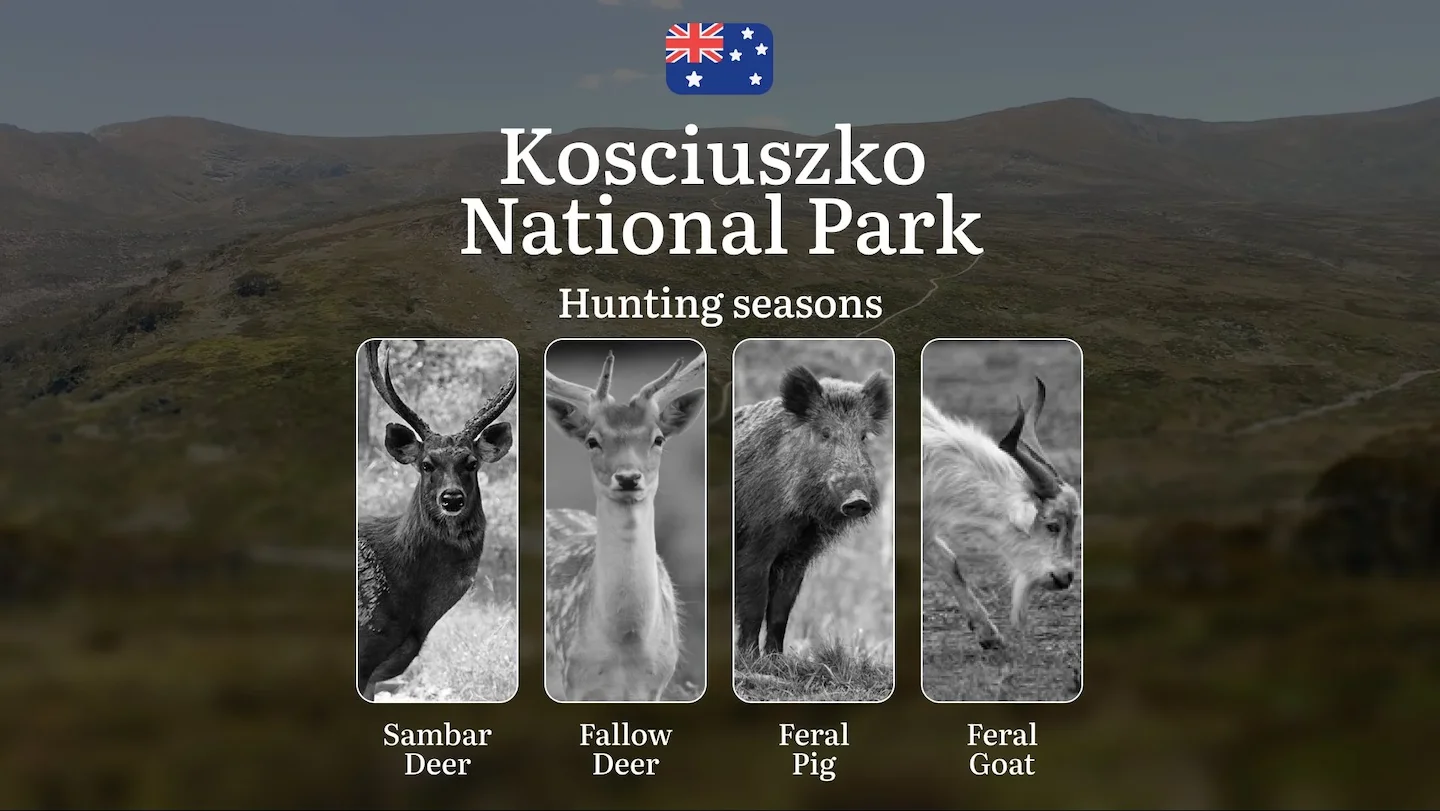 Alpine Pursuits: Kosciuszko National Park Hunting – When the High Country Yields Its Best Trophies