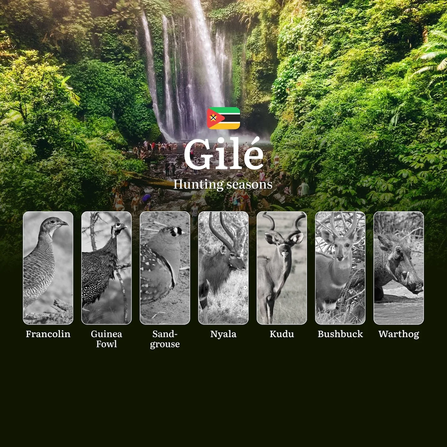 Gilé’s Hunting Calendar: Decoding the Best Months for Big Game, Bird Shooting, and Sustainable Safari Adventures in Cent…