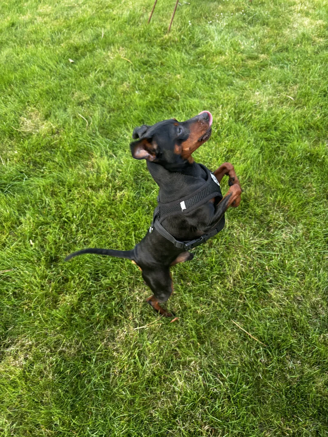 My brave hunting companion