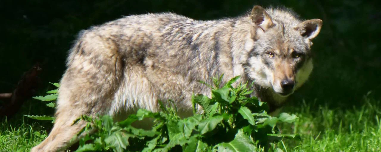 Wolfmanagement in Vorarlberg: Neue Regeln für den Wolfsabschuss und mehr Handlungsspielraum für Jäger und Behörden