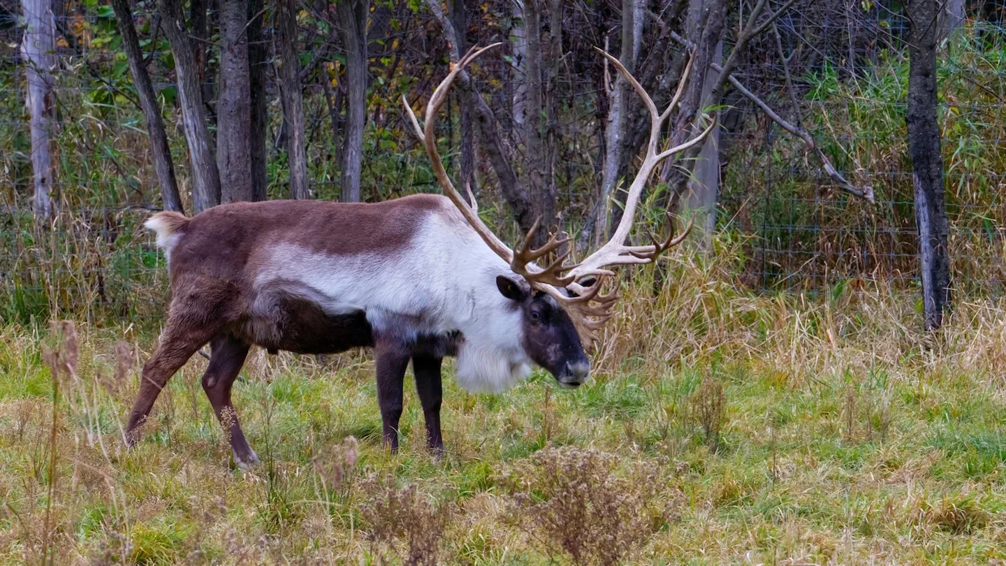 Tłı̨chǫ Government Pauses Caribou Hunt Amid Population Concerns