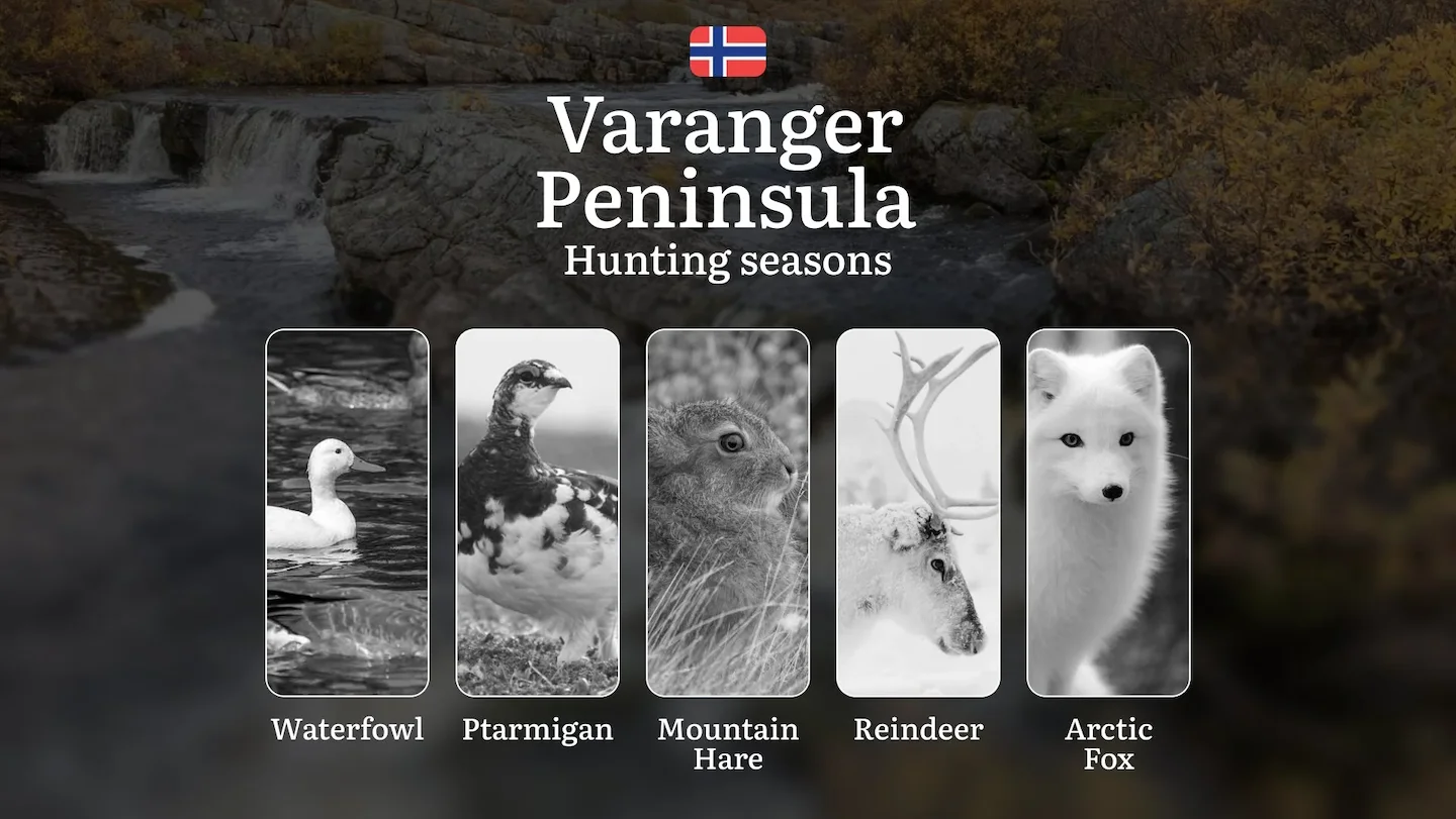 Varanger Peninsula: Hunting Seasons and Timing, Regulations and Licensing, Required Documents and Procedures, Tips for H…