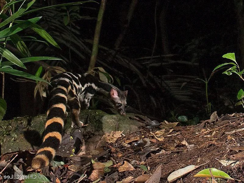 Photo of Gebandeerde linsang (Prionodon linsang)