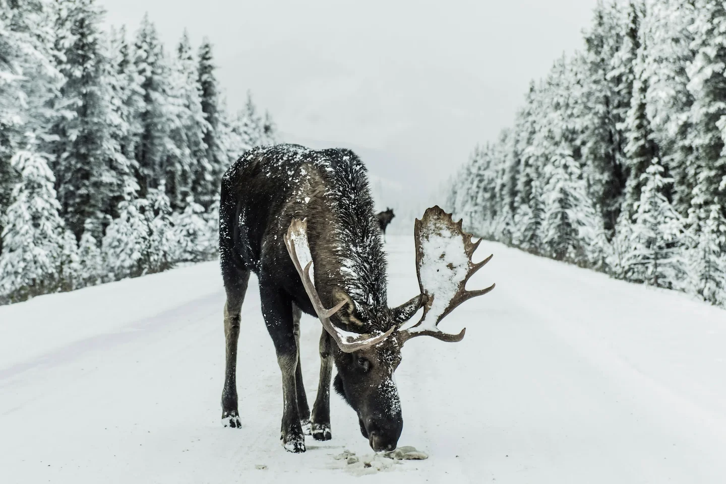Québec to Launch Aerial Moose Survey in Zone 17