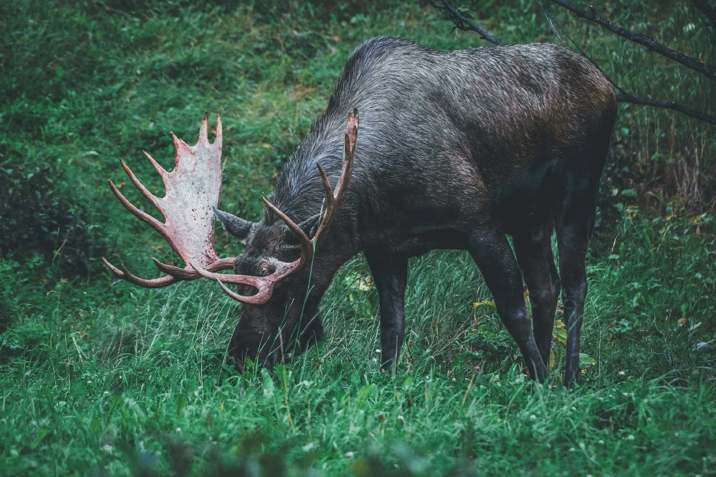 Lifetime Hunting Ban for Ontario Man After Moose Violations Near Larder Lake