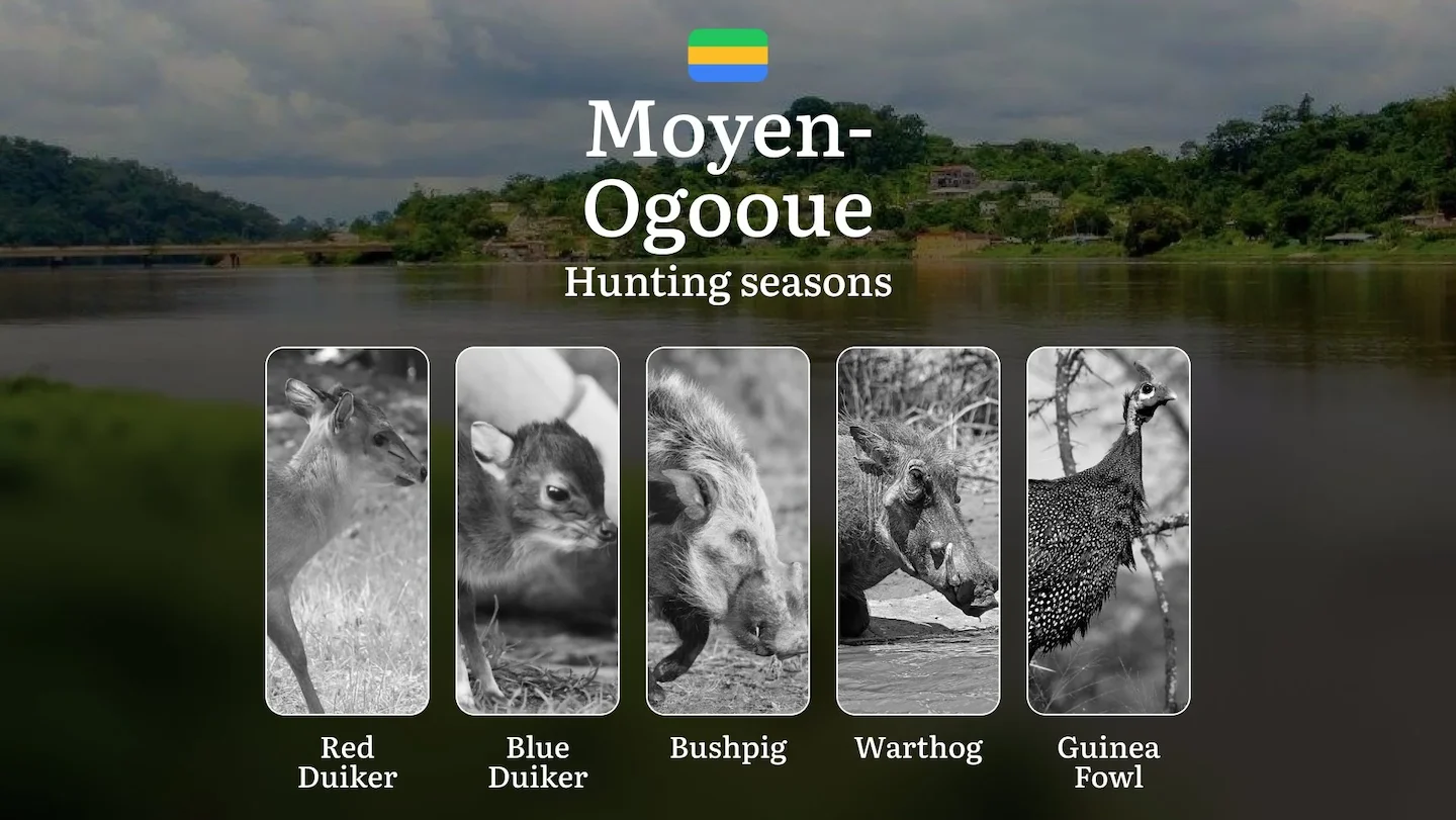 Hunting Seasons in MOYEN-OGOOUÉ: Optimal Periods, Legal Restrictions, Protected Species, Licensing Requirements and Prac…
