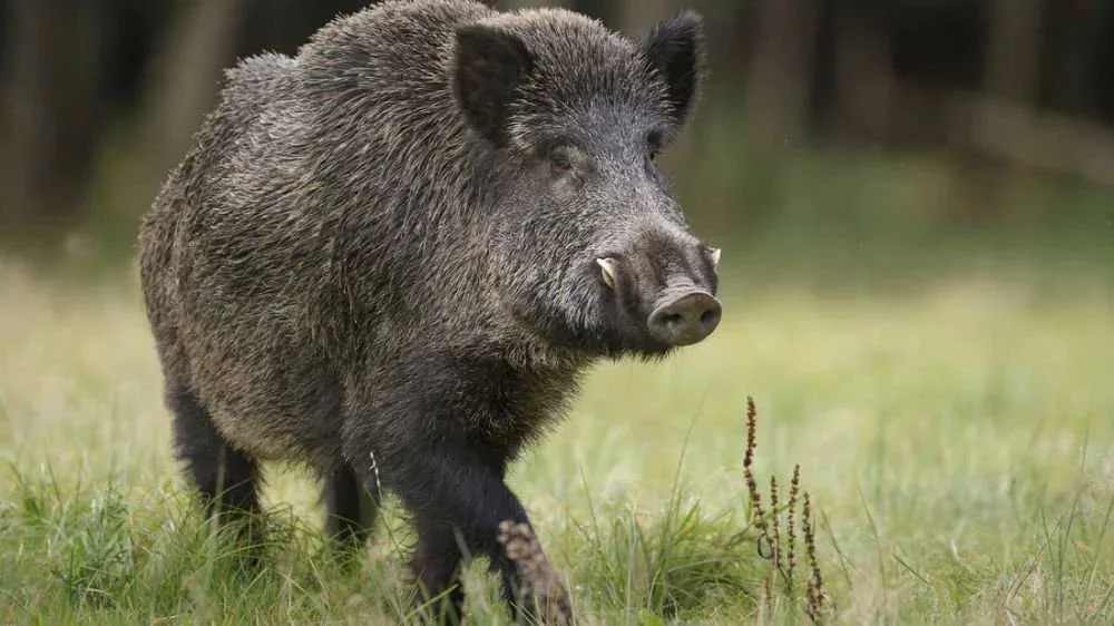 Issoudun: un sanglier de 70 kilos s'invite sur le marché et repart vivant