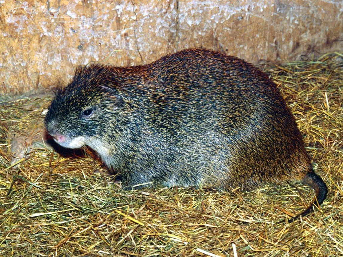 Photo of Kleinrietrot (Thryonomys gregorianus)