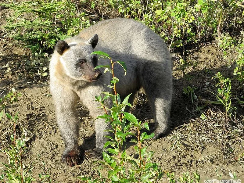Swartbeer (Amerikaanse swartbeer)