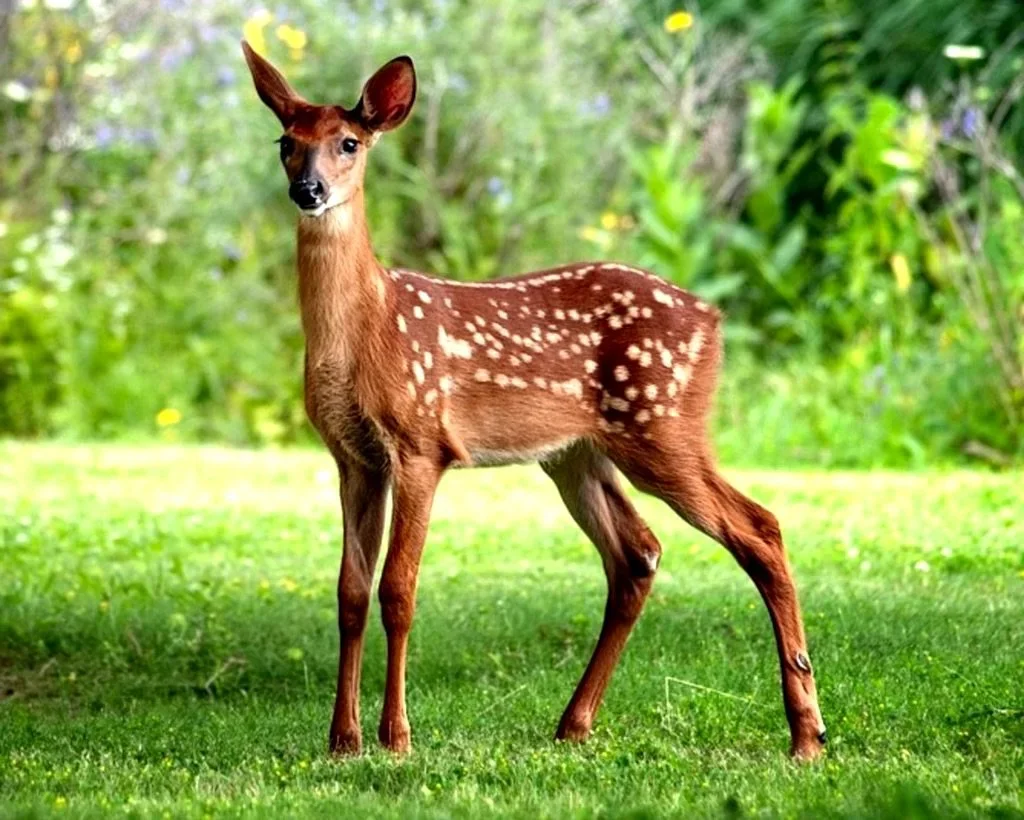 Devastating 1080 By-Kill Confirmed: Stewart Island Deer Numbers Crash 97%