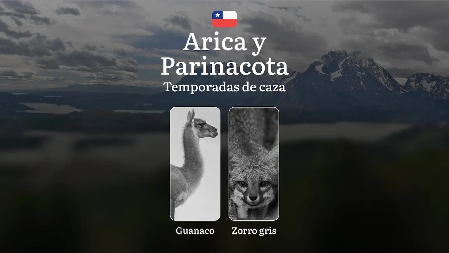 Temporadas de caza en Chile, la región de Arica y Parinacota: Normas y períodos, Prohibiciones y restricciones, tácticas…