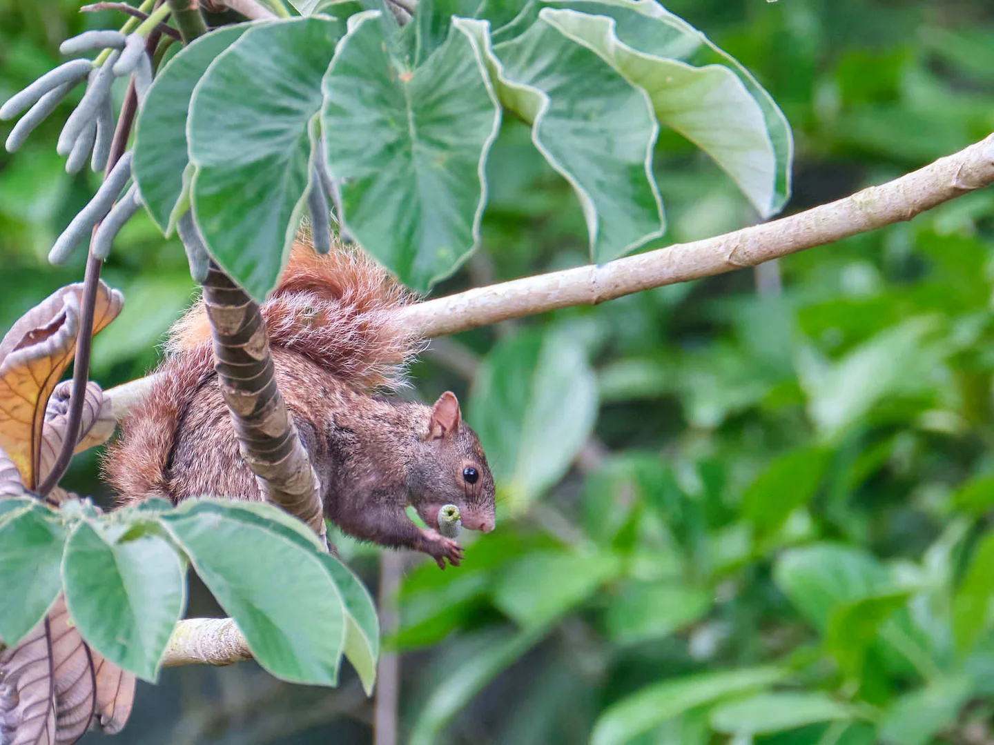 Photo of Deppe-seekatjie (Sciurus deppei)