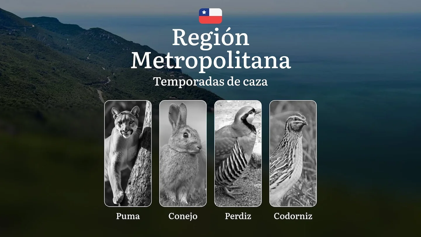 Temporadas de caza en la Región Metropolitana (Chile): restricciones y protección legal, consejos para cazadores: elecci…