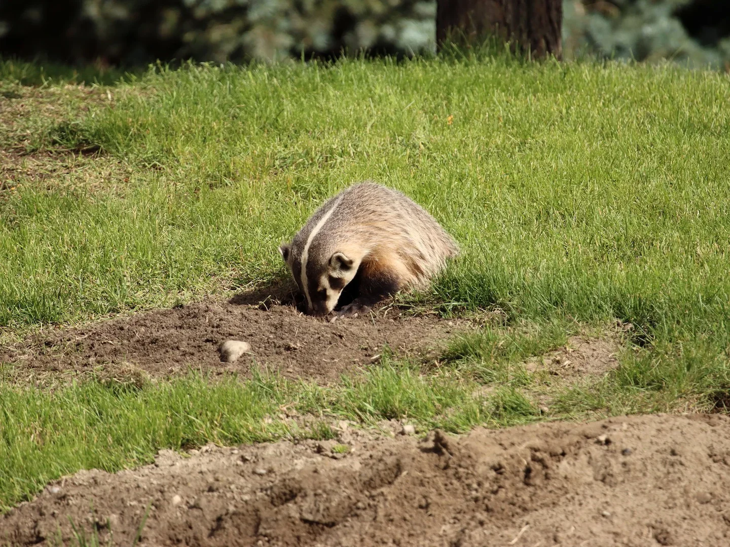 Woelrat (Amerikaanse woelrat)