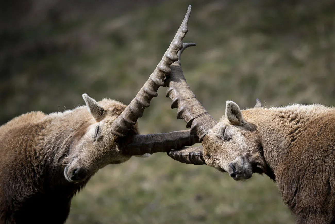 Jagd im Bezirk Viamala (Kanton Graubünden), Schweiz: Regionale Merkmale, Bevölkerung, Jagdansätze, Wildtiere, Jagdperiod…