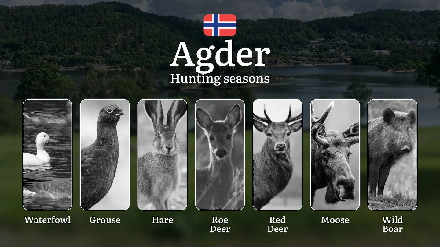 Agder: Hunting Seasons and Timing, Regulations and Licensing, Required Documents and Procedures, Tips for Hunters