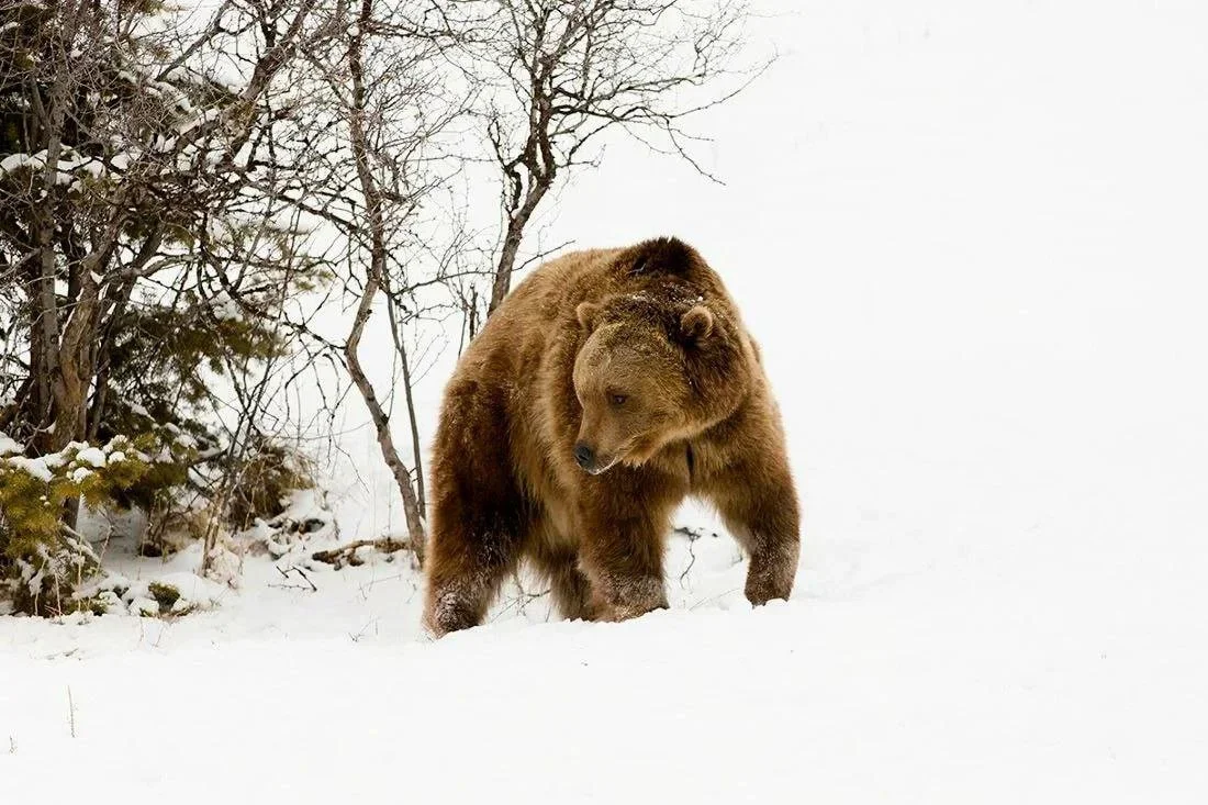 Six Hunters Face Trial for Illegal Bear Hunt in Sweden: A 2026 Court Case Shaking the Hunting World