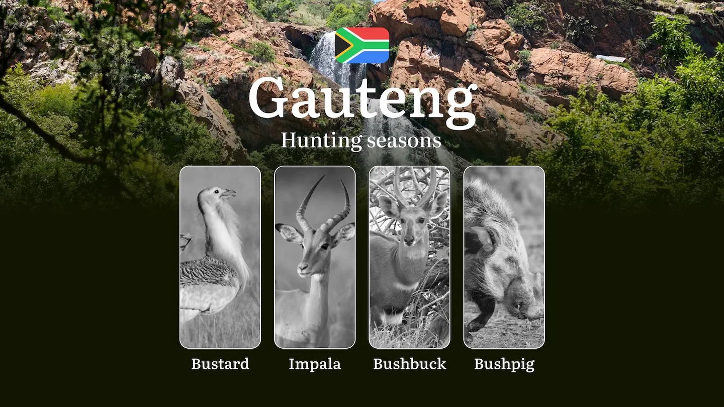 Hunting Dates in South Africa’s Gauteng Region: Hunting Periods, Open and Close Dates, Licenses, Rules, and Times for Hu…
