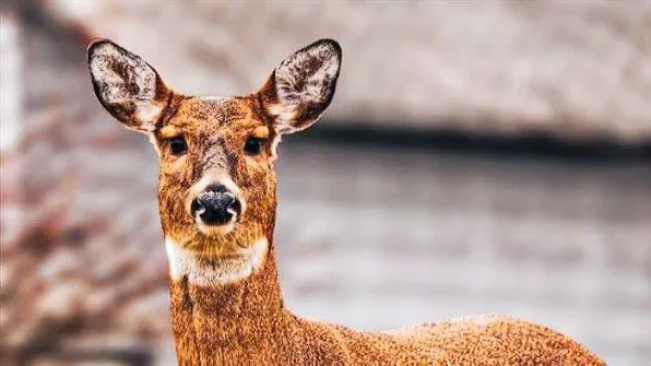 Illegal Hunting in Australia: Why Rules Get Broken in 2026