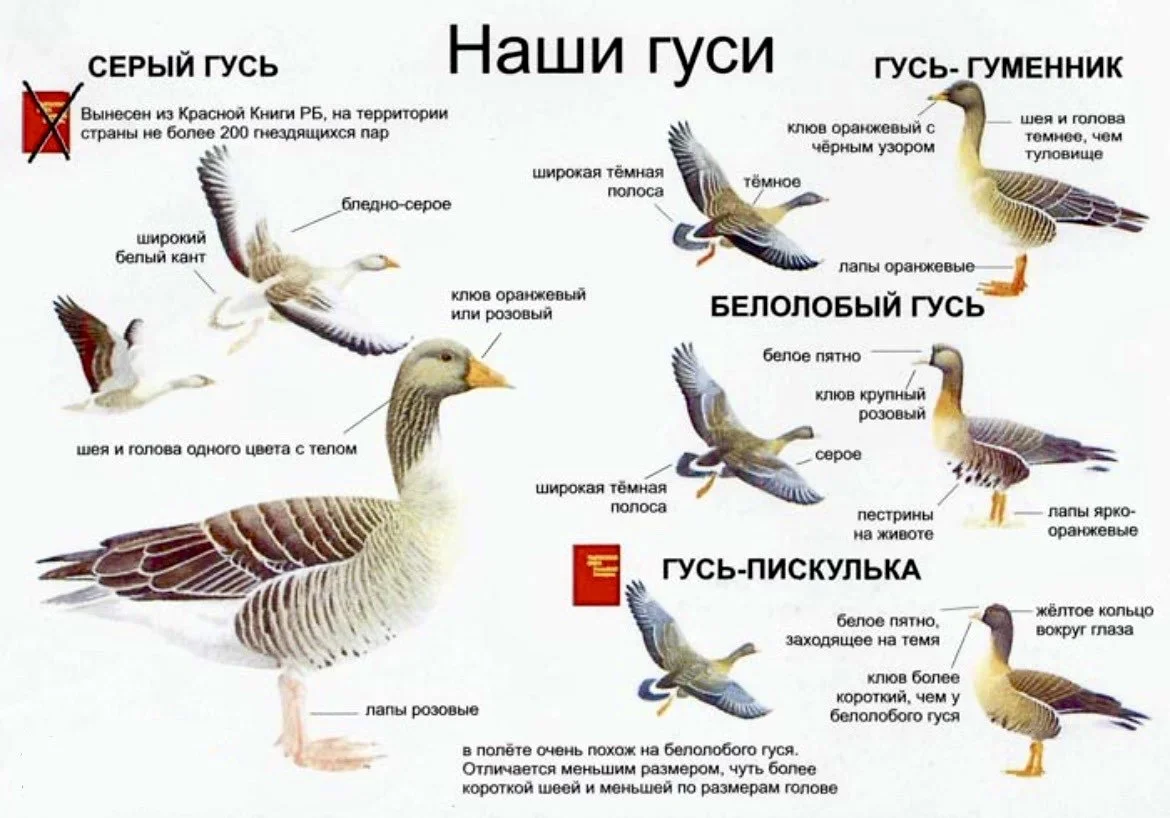 Открытие охоты на гуся в Беларуси в 2026 году