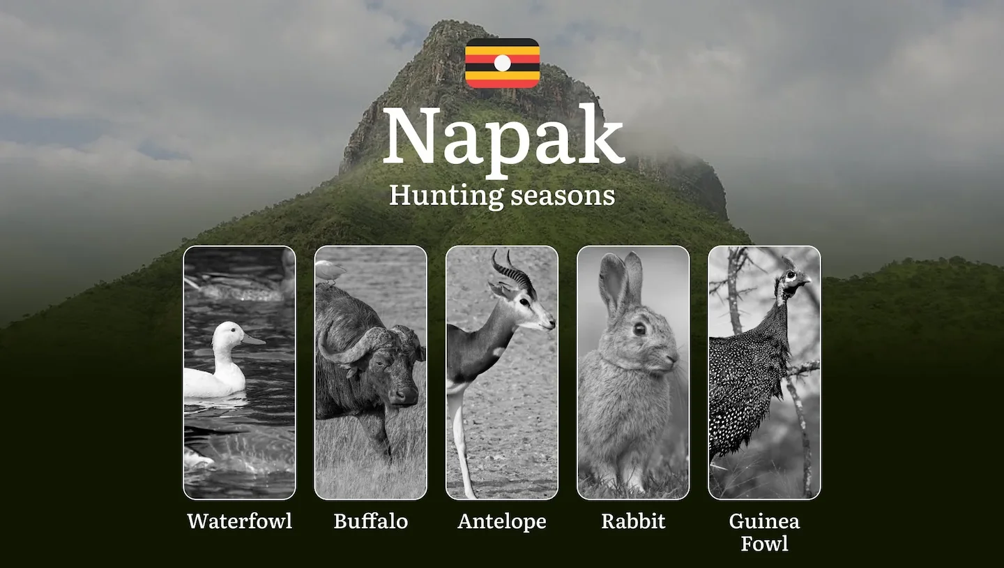 Seasonal Hunting Periods in Napak: Limits and Seasonal Prohibitions, Licensing Conditions, Fines and Legal Effects of No…