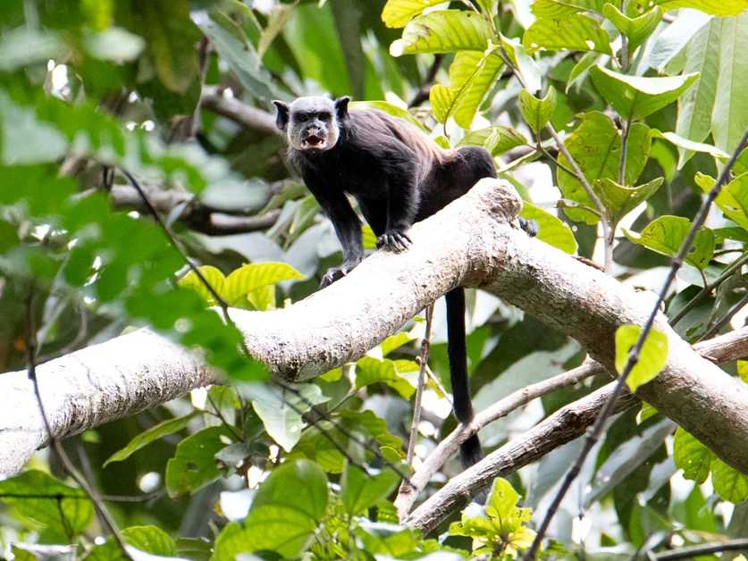 Photo of Vlekgesig-tamarijn (Saguinus inustus)