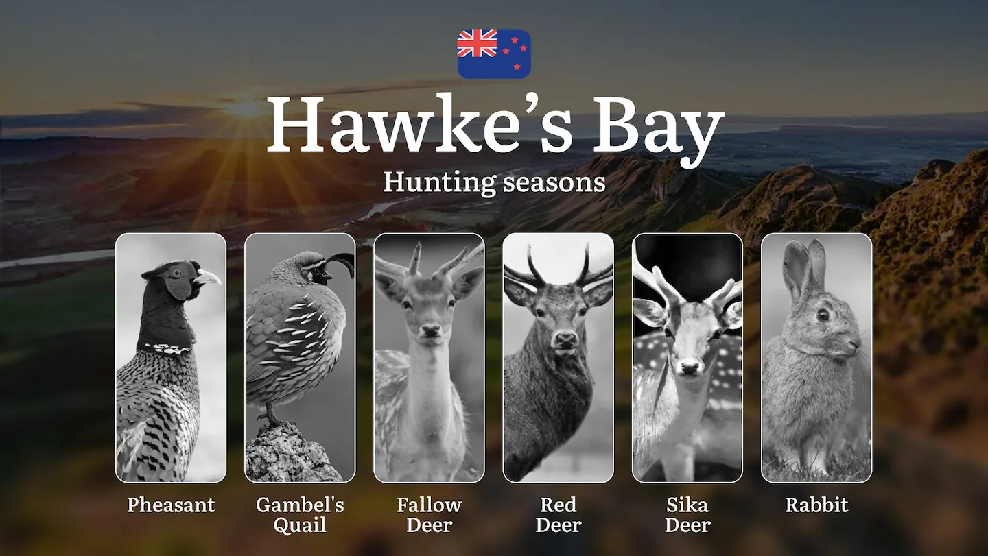 Hunting Seasons in Hawke’s Bay: How to Obtain a Hunting Permit, Timing, Gear, and Tactics for Hunting