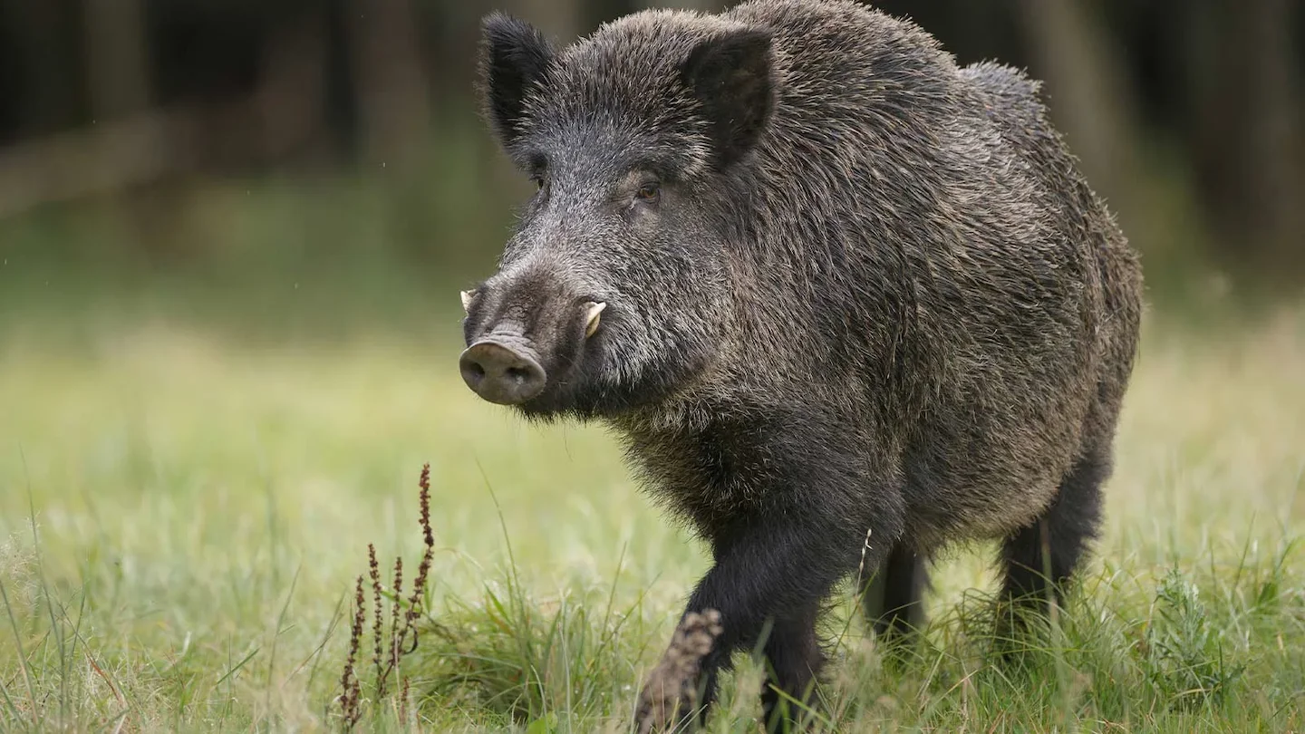 L’Alberta interdit les élevages de cochons sauvages