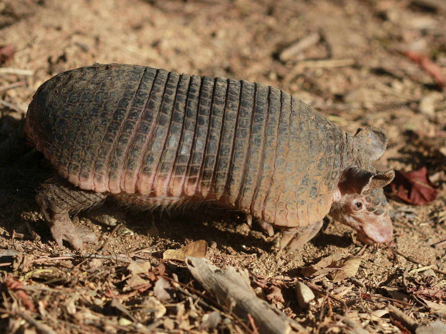 Severní holorepá armadila