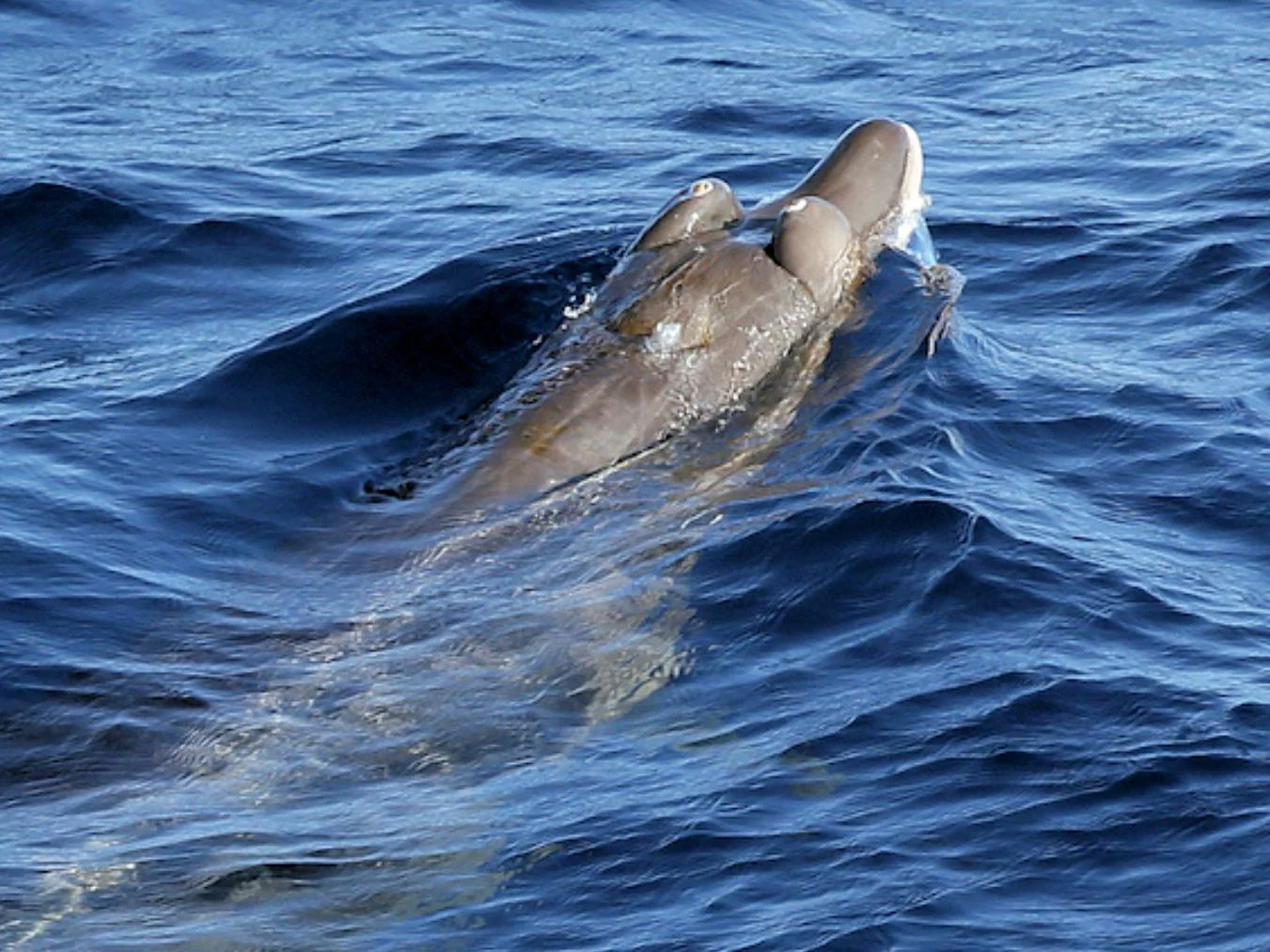 Photo of Hubbs se snawelwal (Mesoplodon carlhubbsi)