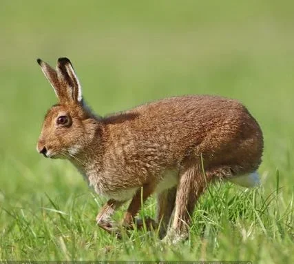 Ireland Cracks Down on Illegal Hare Hunting in Louth as Gardaí Seize Vehicles and Equipment