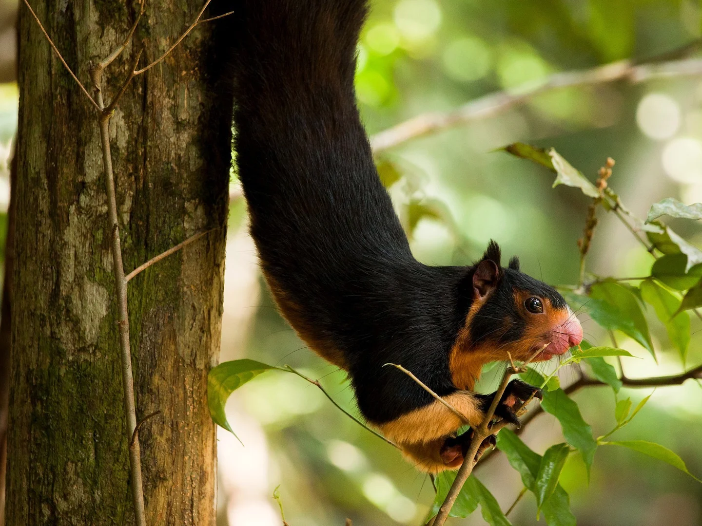 Photo of Sri Lanka-reusaghoorn (Ratufa macroura)