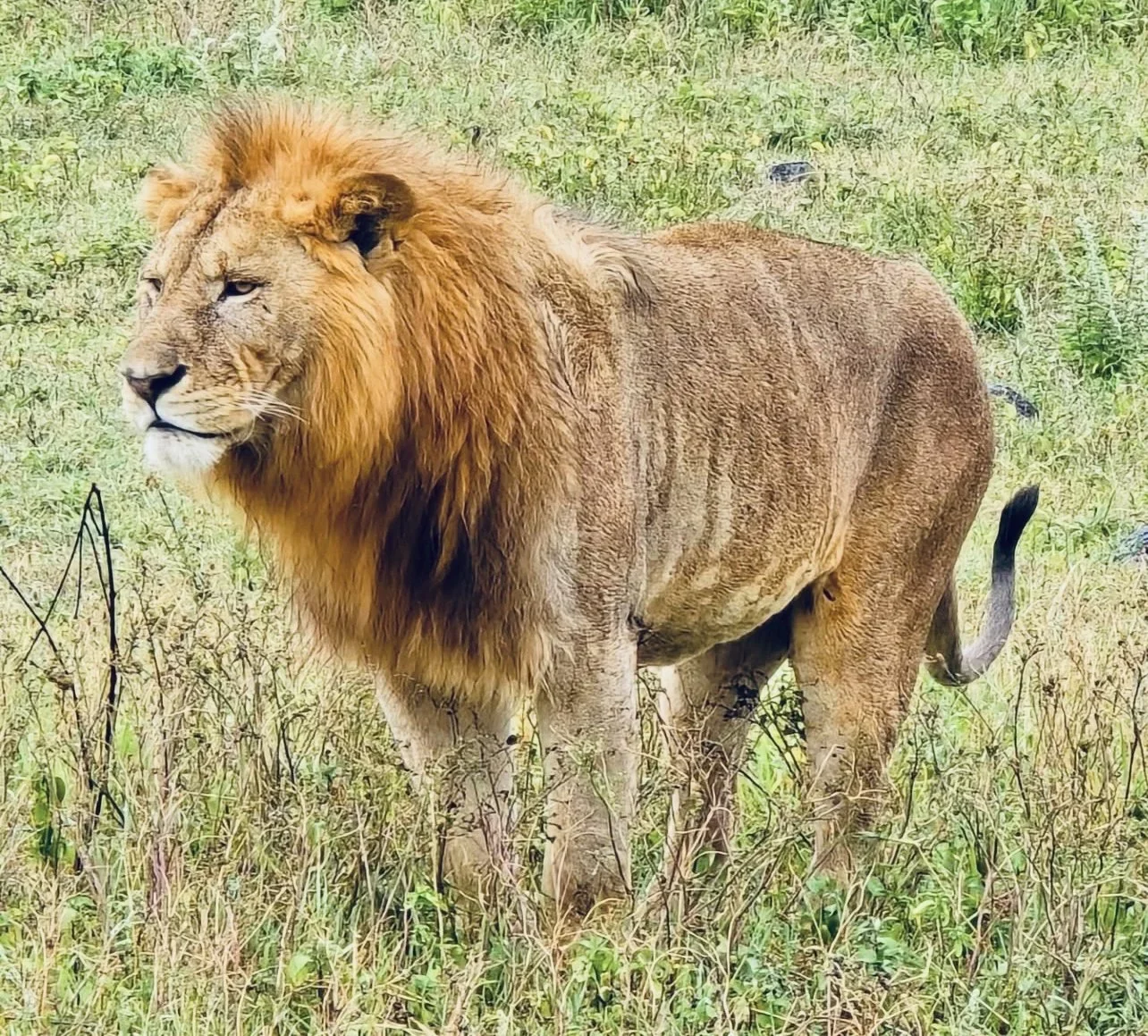 Lion Hunting in Tanzania: season, areas, cost.