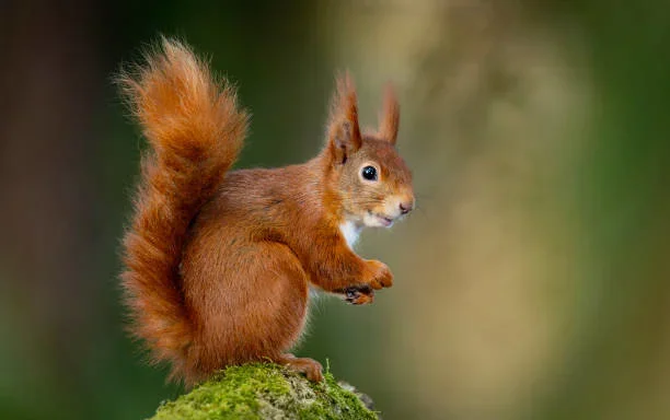 Why is squirrel hunting allowed in Norway?