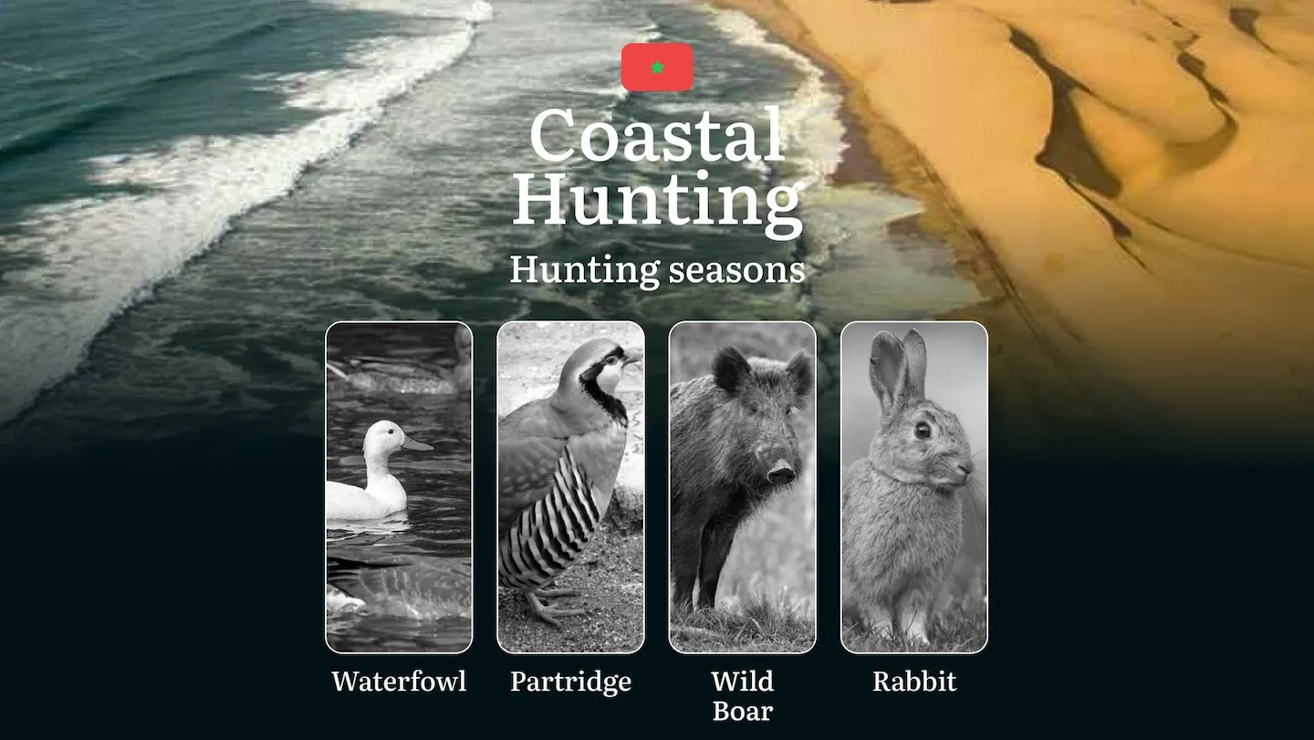Coastal Hunting in Morocco: Hunting Seasons and Timing, Regulations and Licensing, Required Documents and Procedures, Ti…