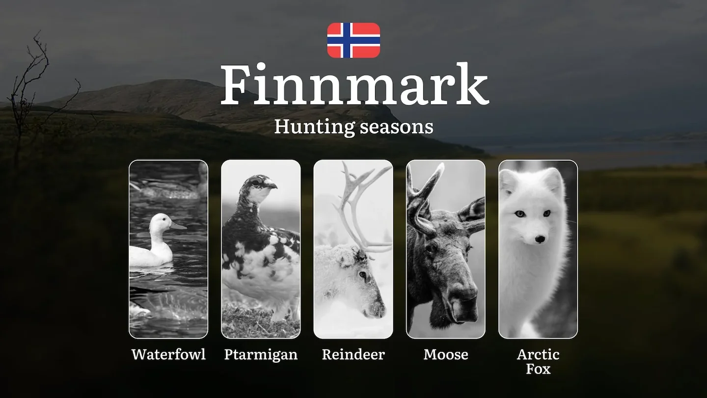 Hunting Periods and Local Rules in Finnmark: Species You Can Hunt Throughout the Year, Seasonal Activity of Game, and th…