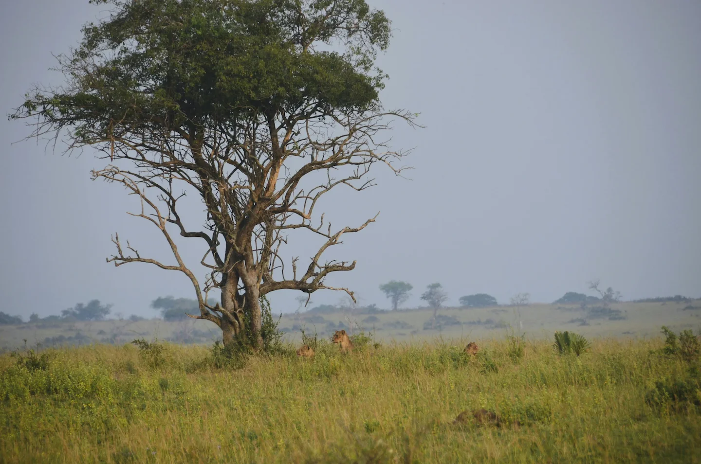 Hunting in Huila, Angola: Traditions, Key Facts, Hunting Methods, Seasons, Game Species and Clubs