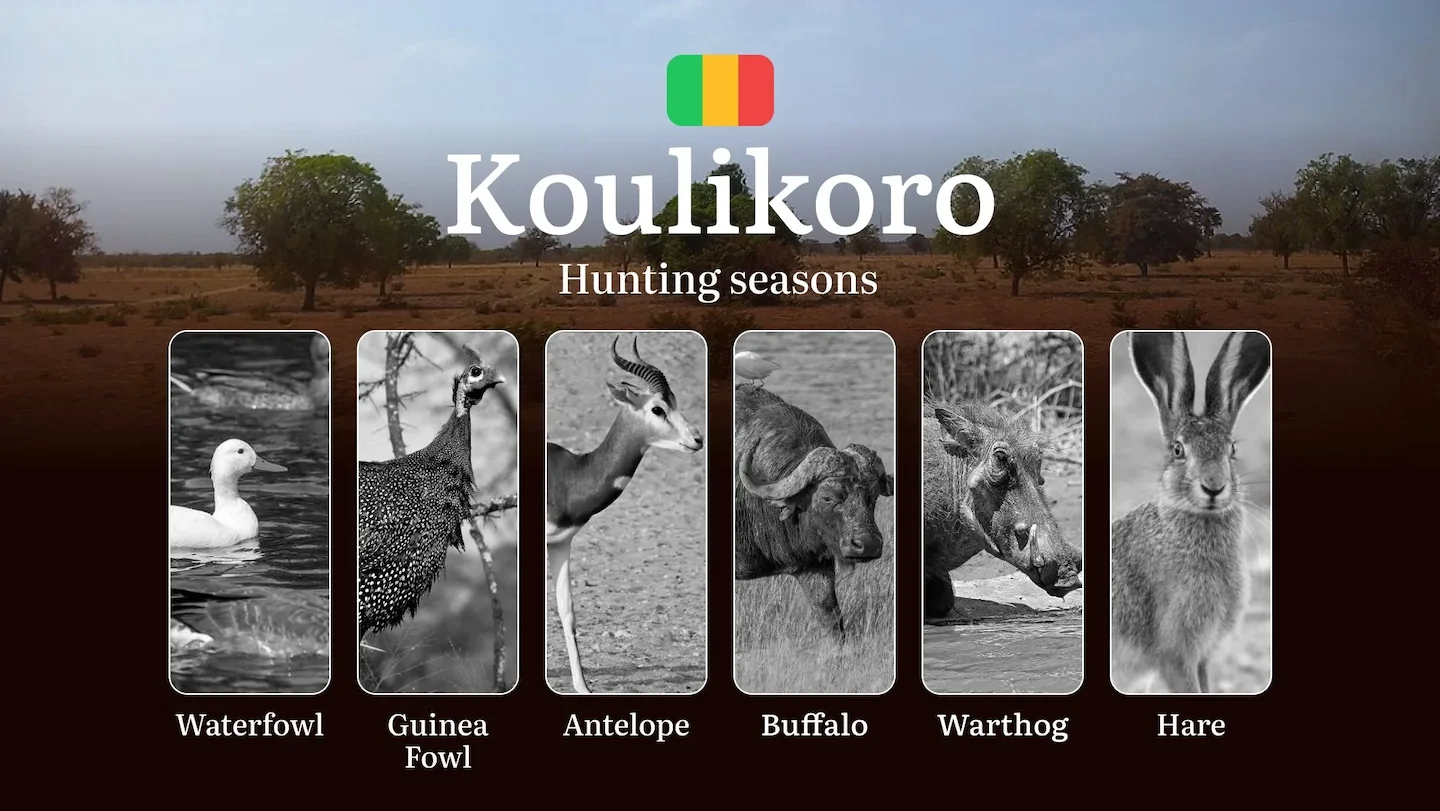 Koulikoro: Official Hunting Periods, Legal Limits and Seasonal Bans, Licensing Requirements, Fines and Legal Consequence…