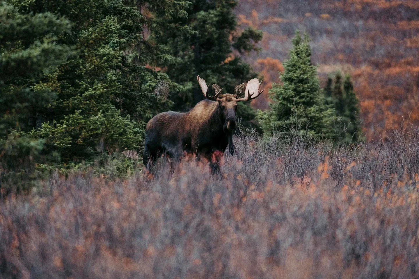 Zone 17 au Québec: l'avenir de la chasse à l'orignal suspendu aux résultats d'un inventaire aérien